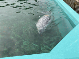 Seal at the Deltapark Neeltje Jans