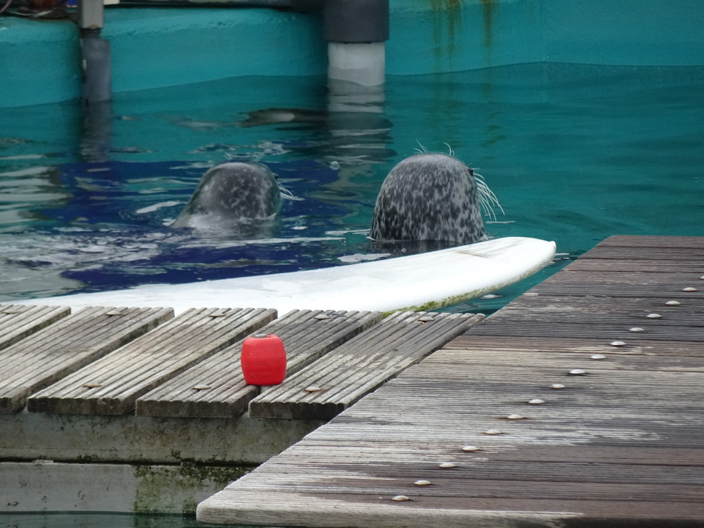 Seals at the Deltapark Neeltje Jans, during the Seal Show