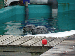 Seals at the Deltapark Neeltje Jans, during the Seal Show