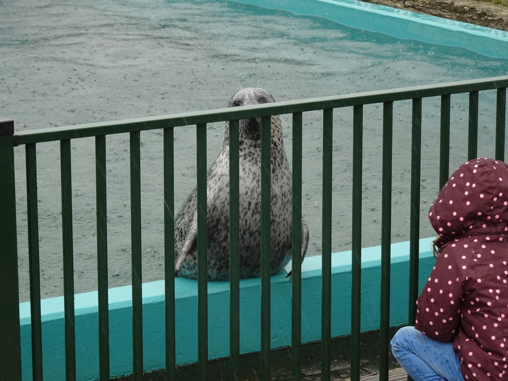 Seal at the Deltapark Neeltje Jans, during the Seal Show