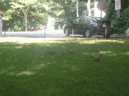 Squirrels in Central Park