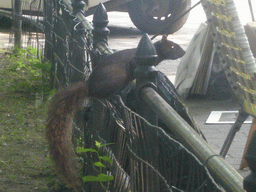 Squirrel in Central Park