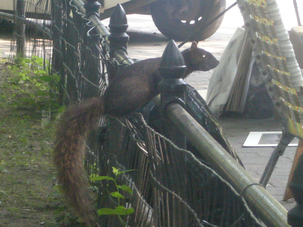 Squirrel in Central Park