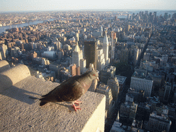 Pigeon, the New York Life Insurance Building, the Metropolitan Life Tower and the South side of Manhattan, from the Empire State Building