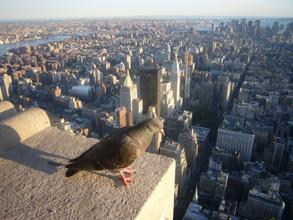 Pigeon, the New York Life Insurance Building, the Metropolitan Life Tower and the South side of Manhattan, from the Empire State Building