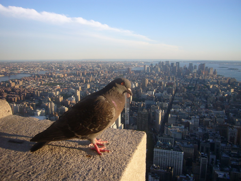 Pigeon and the South side of Manhattan, from the Empire State Building