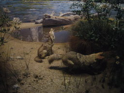 Stuffed foxes, in the American Museum of Natural History