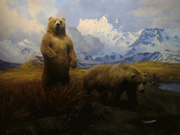 Stuffed bears, in the American Museum of Natural History