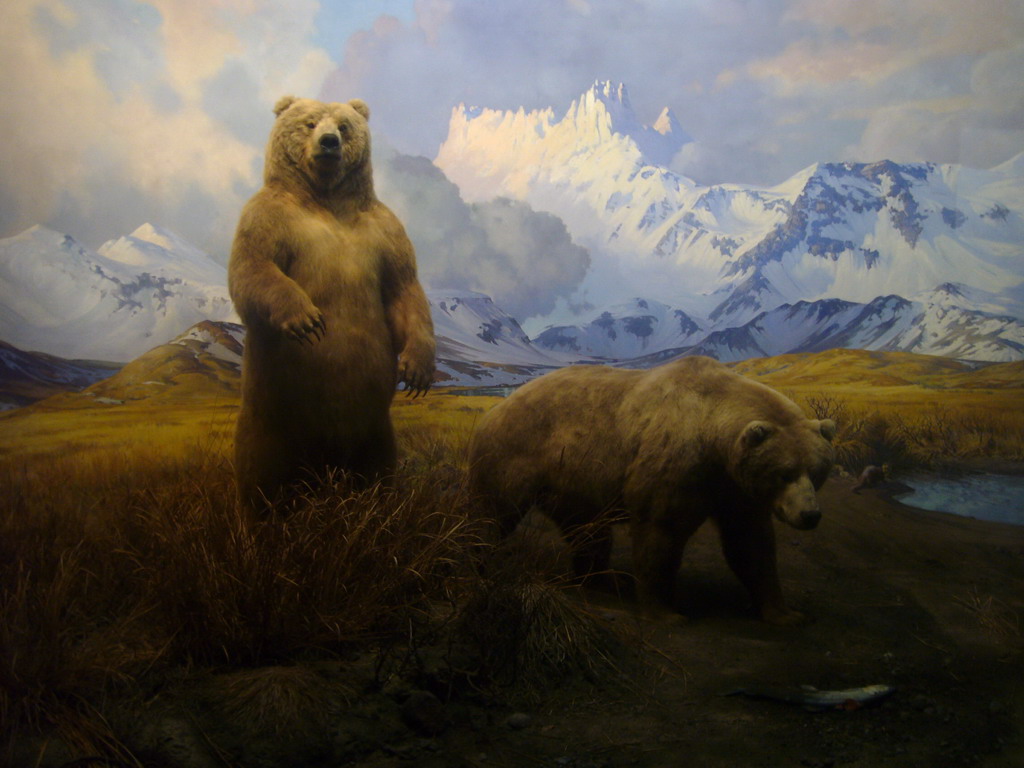 Stuffed bears, in the American Museum of Natural History