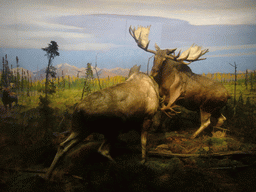 Stuffed moose, in the American Museum of Natural History