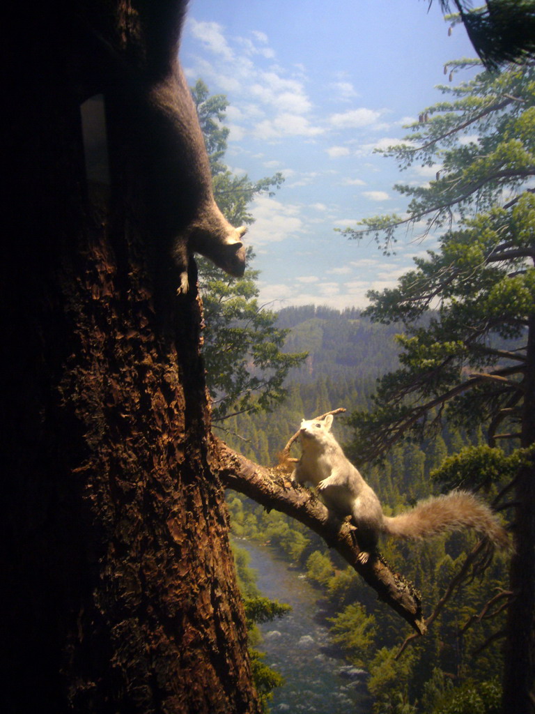 Stuffed squirrels, in the American Museum of Natural History