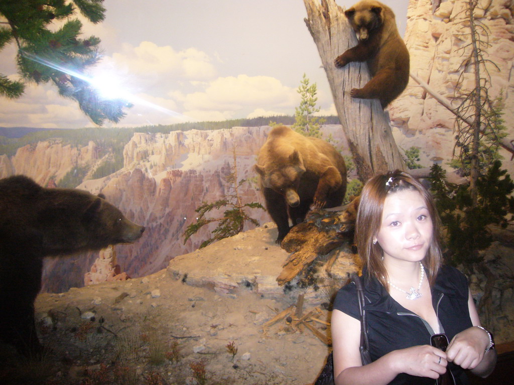 Miaomiao and stuffed bears, in the American Museum of Natural History