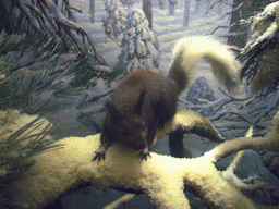 Stuffed squirrel, in the American Museum of Natural History