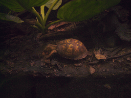 Stuffed turtle, in the American Museum of Natural History