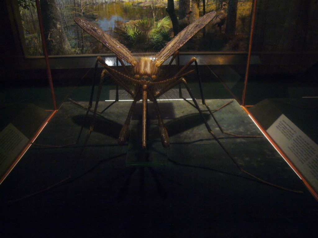 Giant scale model of a musquito, in the American Museum of Natural History