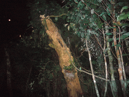 Tropical forest, in the American Museum of Natural History