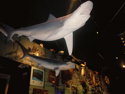 Stuffed sharks, in the American Museum of Natural History