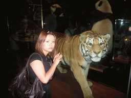 Miaomiao with a stuffed tiger, in the American Museum of Natural History