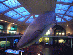 Model of a blue whale in the Milstein Hall of Ocean Life, in the American Museum of Natural History