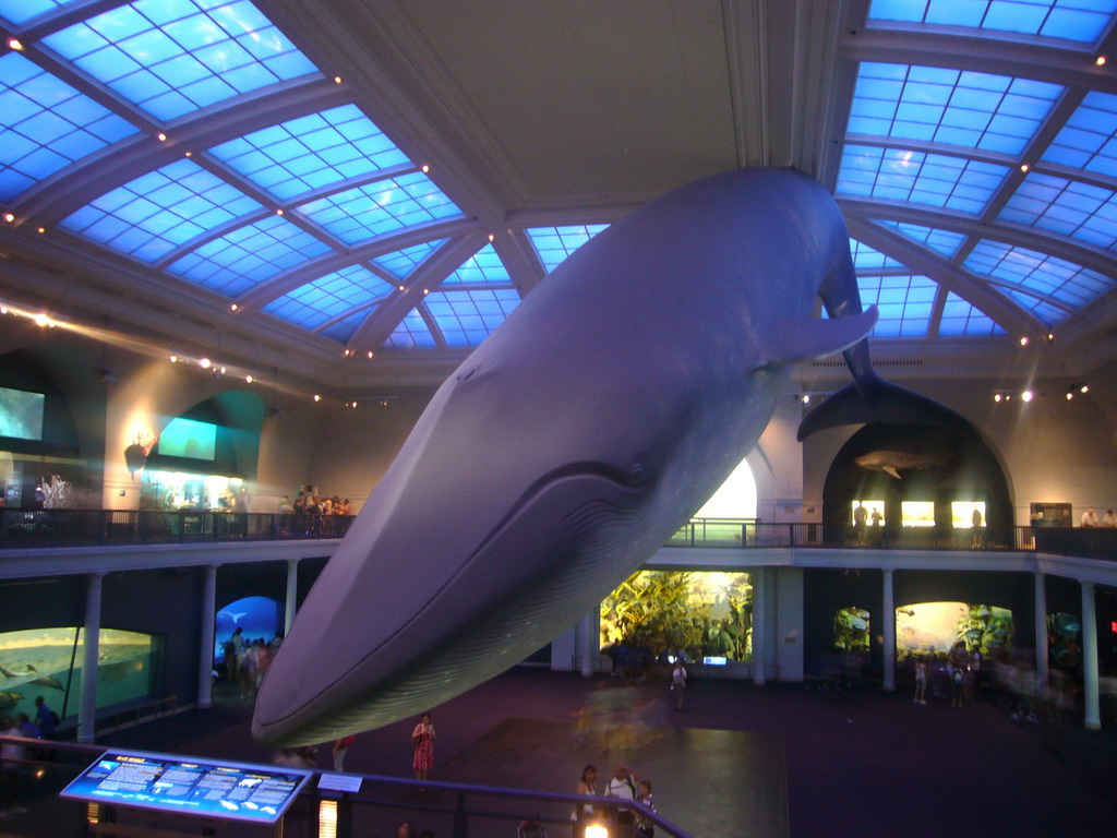 Model of a blue whale in the Milstein Hall of Ocean Life, in the American Museum of Natural History