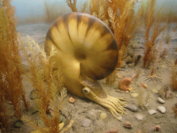 Nautilus model, in the American Museum of Natural History