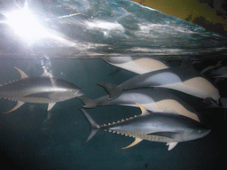 Fish models, in the American Museum of Natural History