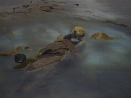 Otter model, in the American Museum of Natural History