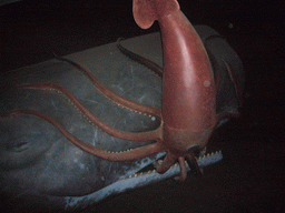 Squid model and a whale model, in the American Museum of Natural History