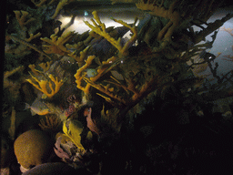 Model of a coral reef, in the American Museum of Natural History