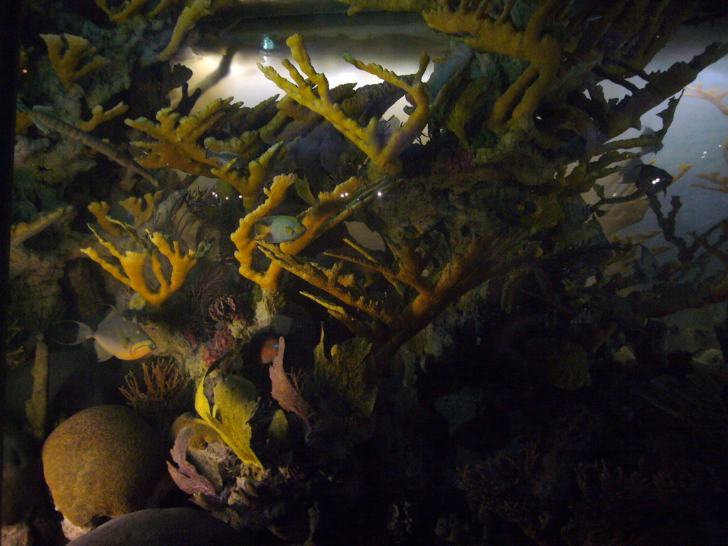 Model of a coral reef, in the American Museum of Natural History