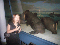 Miaomiao and walrus models, in the American Museum of Natural History