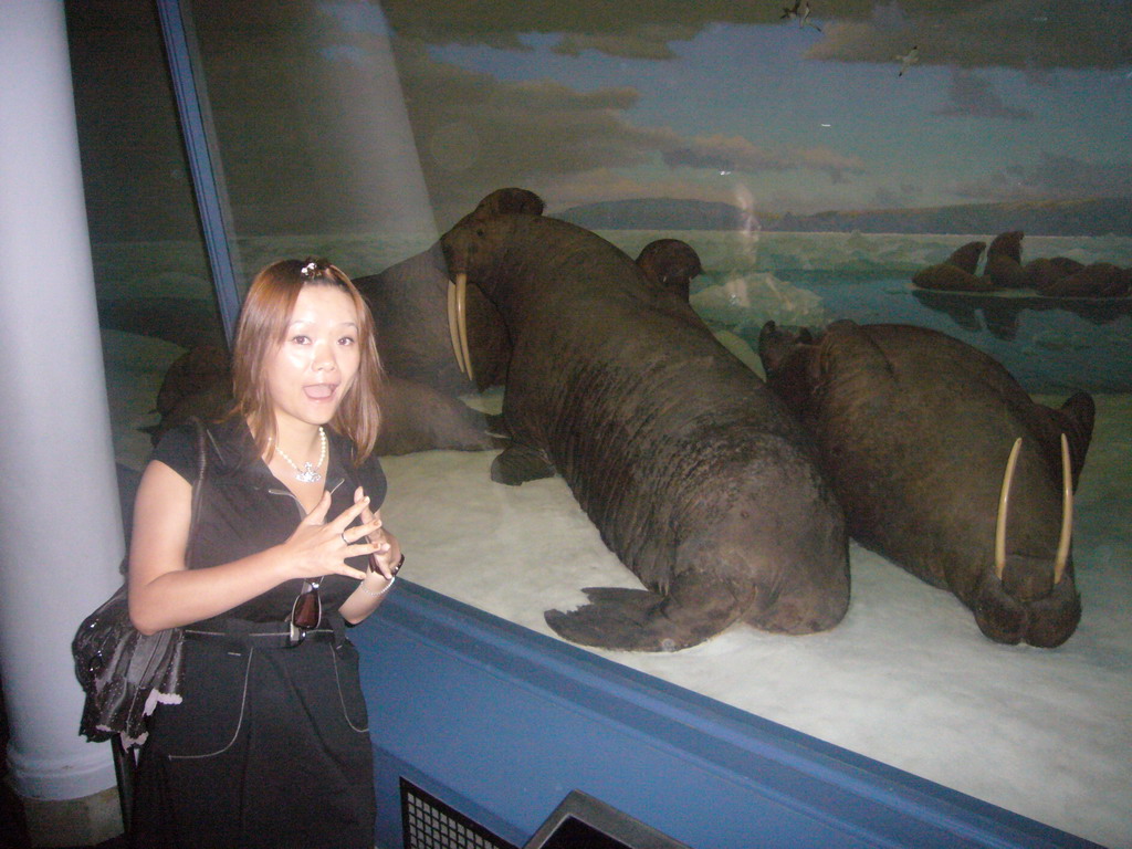 Miaomiao and walrus models, in the American Museum of Natural History