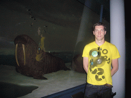 Tim and walrus models, in the American Museum of Natural History