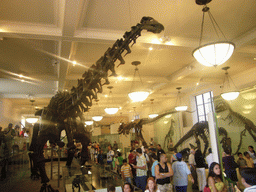 The Hall of Saurischian Dinosaurs, in the American Museum of Natural History