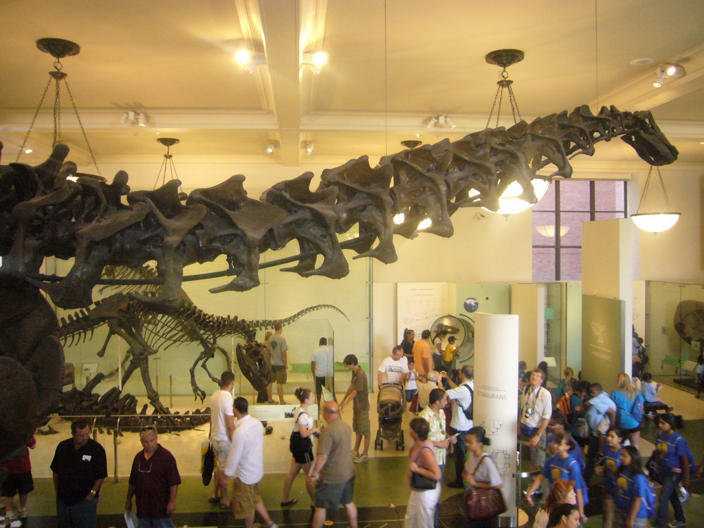 The Hall of Saurischian Dinosaurs, in the American Museum of Natural History