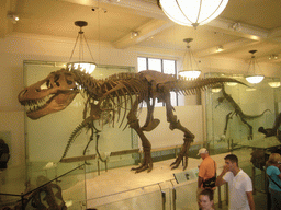 Skeleton of a Tyrannosaurus Rex, in the Hall of Saurischian Dinosaurs, in the American Museum of Natural History