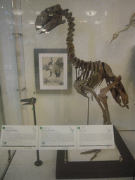 Skeleton of a Diatryma gigantea, in the American Museum of Natural History