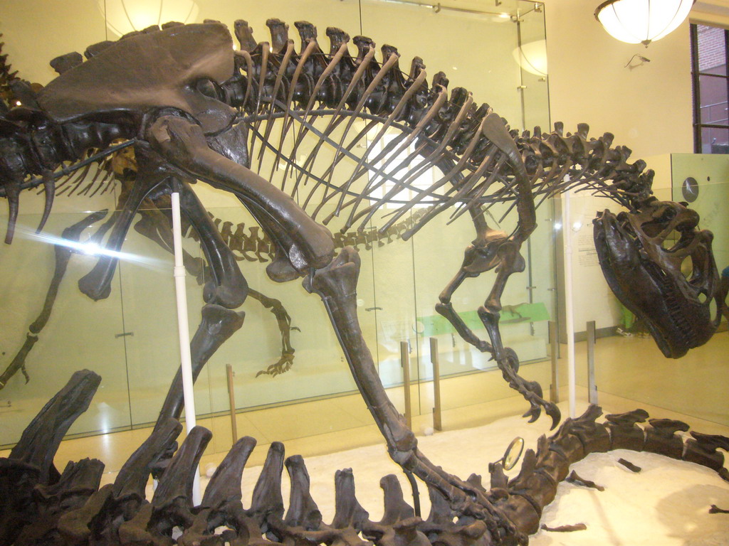 Skeleton of an Allosaurus, in the Hall of Saurischian Dinosaurs, in the American Museum of Natural History