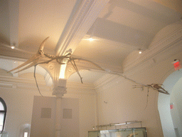 Skeleton of Pterodactylus, in the American Museum of Natural History