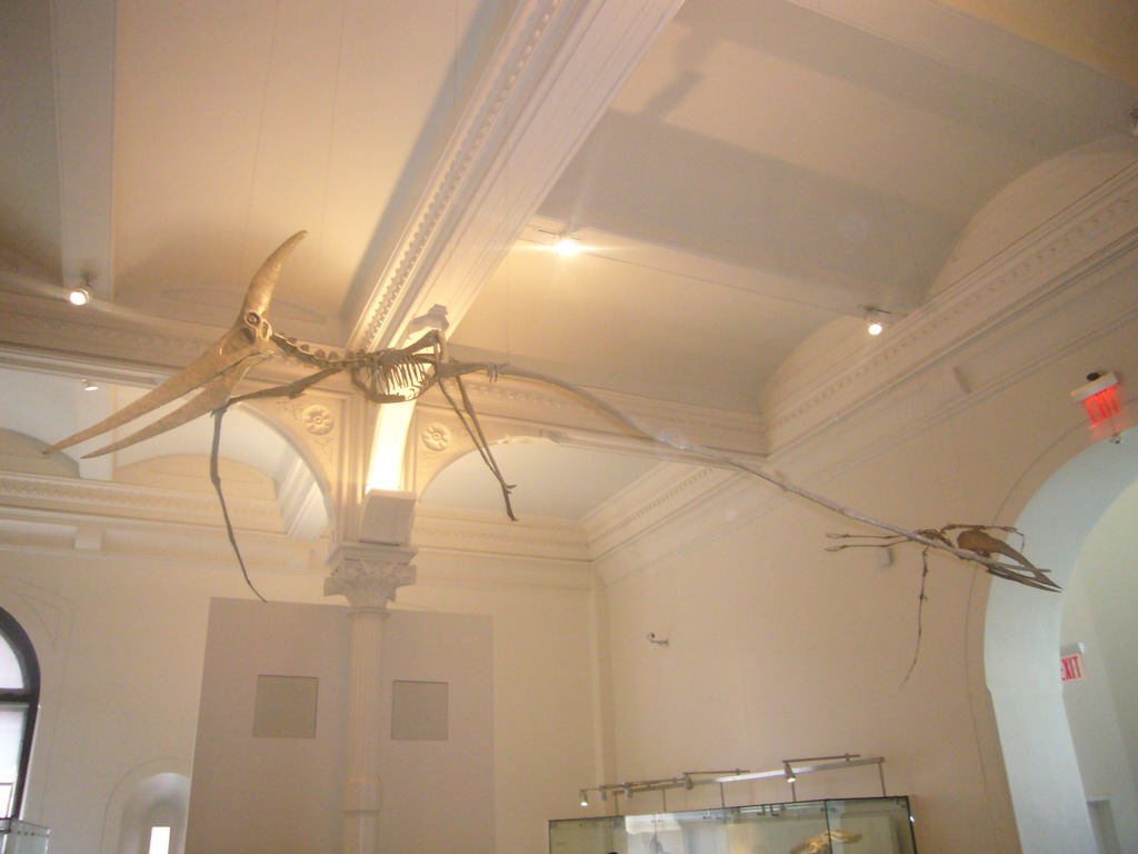 Skeleton of Pterodactylus, in the American Museum of Natural History