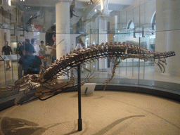 Skeleton of an extinct sea animal, in the American Museum of Natural History