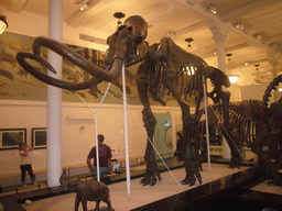 Model of a mammoth, in the American Museum of Natural History
