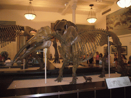 Skeleton of a Gomphoterium, in the Hall of Ornithischian Dinosaurs, in the American Museum of Natural History
