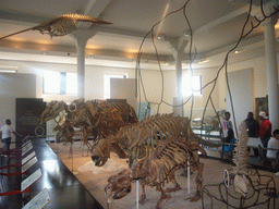 The Hall of Ornithischian Dinosaurs, in the American Museum of Natural History