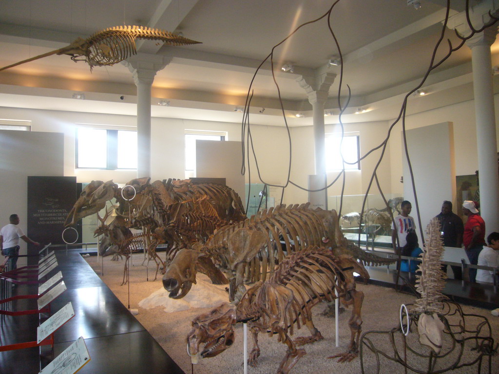 The Hall of Ornithischian Dinosaurs, in the American Museum of Natural History