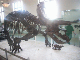 Skeleton of a Triceratops, in the Hall of Ornithischian Dinosaurs, in the American Museum of Natural History