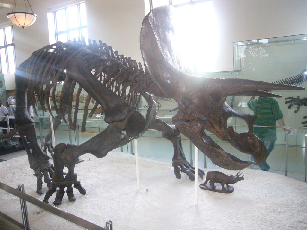 Skeleton of a Triceratops, in the Hall of Ornithischian Dinosaurs, in the American Museum of Natural History