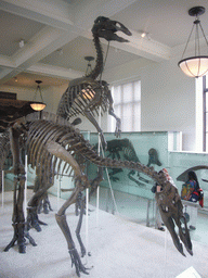 Skeletons in the Hall of Ornithischian Dinosaurs, in the American Museum of Natural History