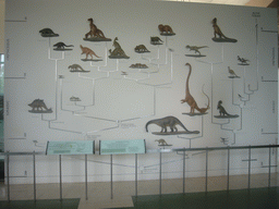 Evolutionary tree of the Dinosaurs, in the American Museum of Natural History