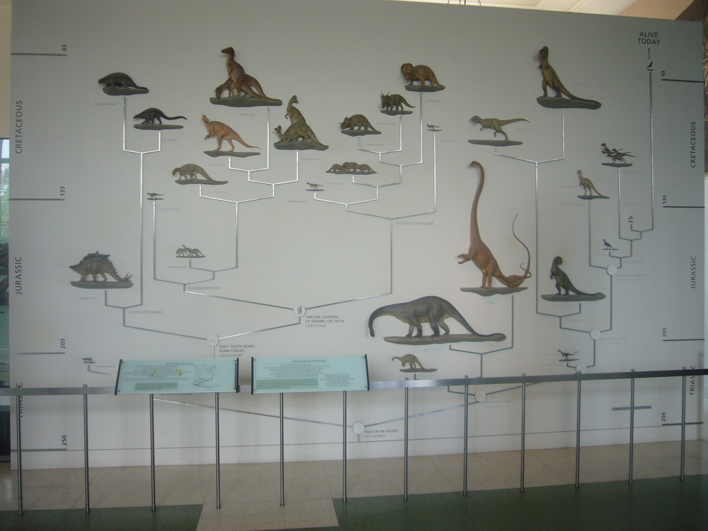 Evolutionary tree of the Dinosaurs, in the American Museum of Natural History